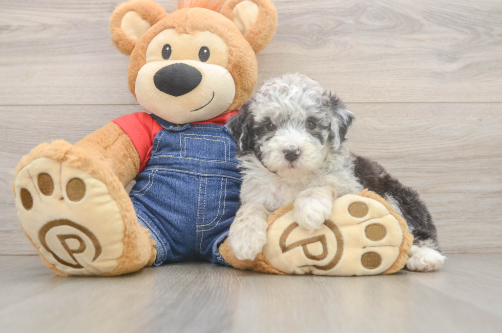 5 week old Mini Sheepadoodle Puppy For Sale - Puppy Love PR