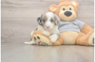 Petite Mini Sheepadoodle Poodle Mix Pup