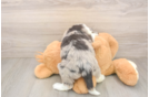Funny Mini Sheepadoodle Poodle Mix Pup
