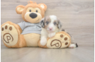 Fluffy Mini Sheepadoodle Poodle Mix Pup