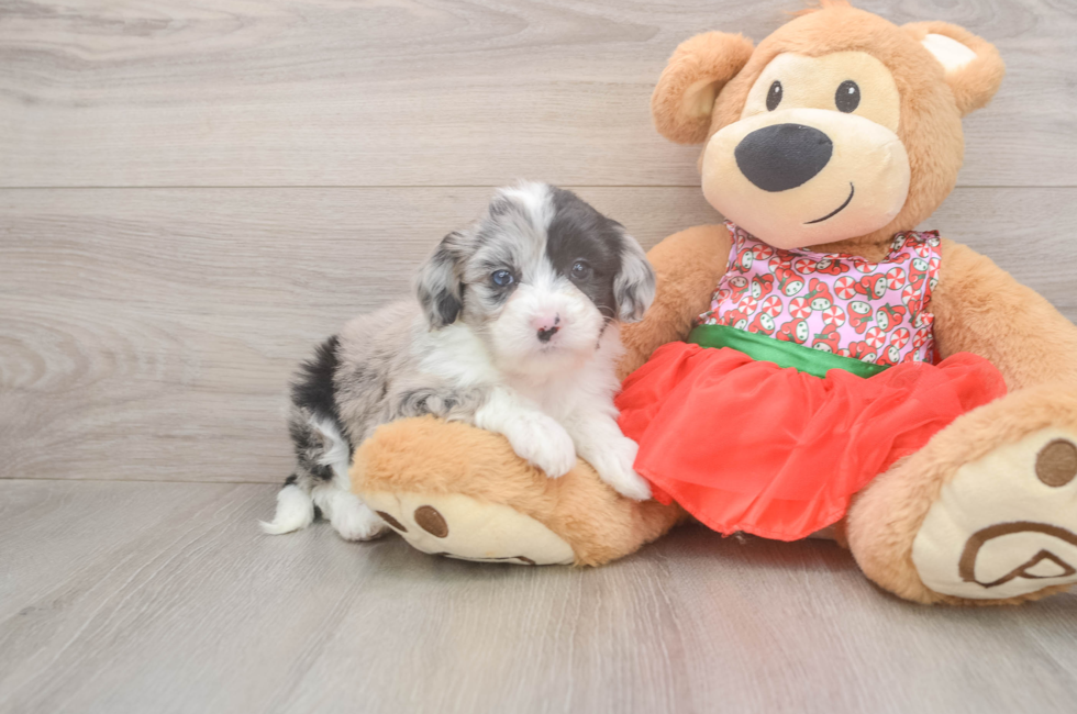 5 week old Mini Sheepadoodle Puppy For Sale - Puppy Love PR