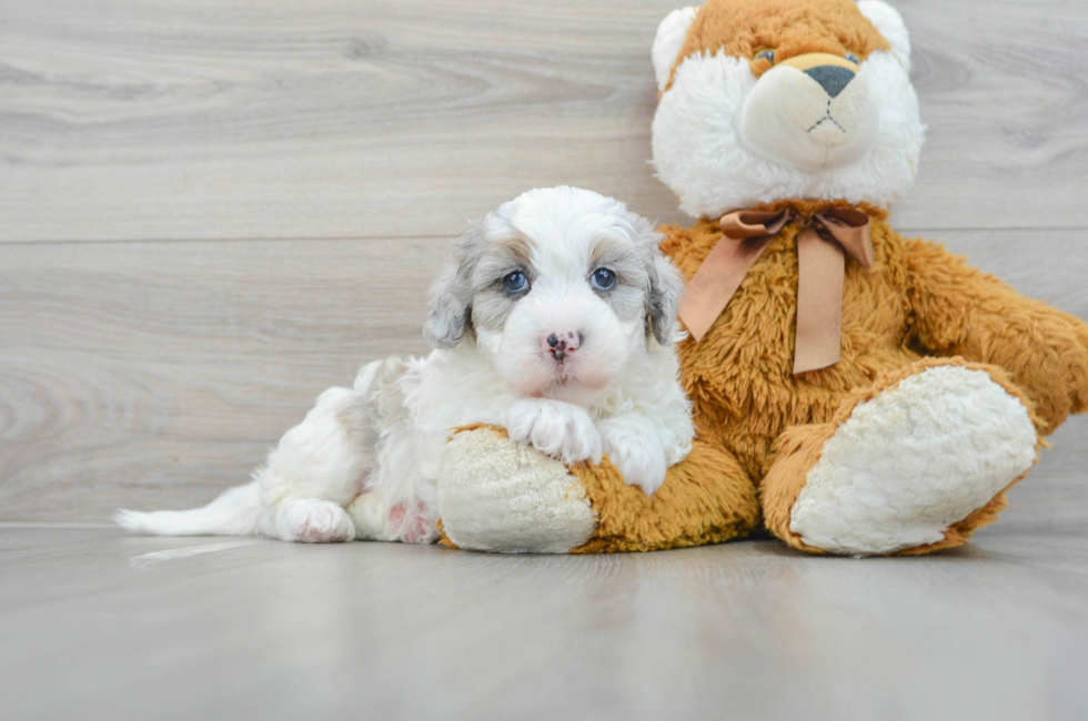 6 week old Mini Sheepadoodle Puppy For Sale - Puppy Love PR