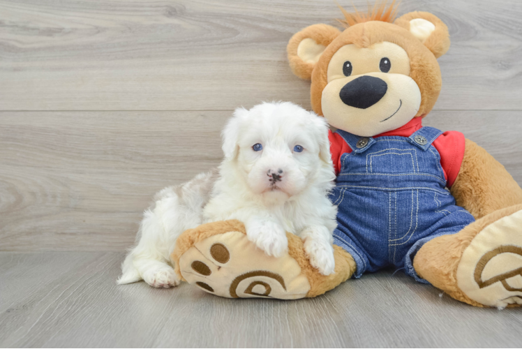Meet Kimmy - our Mini Sheepadoodle Puppy Photo 1/3 - Puppy Love PR Happy Mini Sheepadoodle Baby