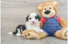 Little Sheeppoo Poodle Mix Puppy