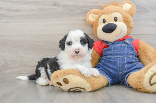 Little Sheeppoo Poodle Mix Puppy