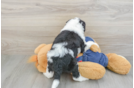 Mini Sheepadoodle Pup Being Cute