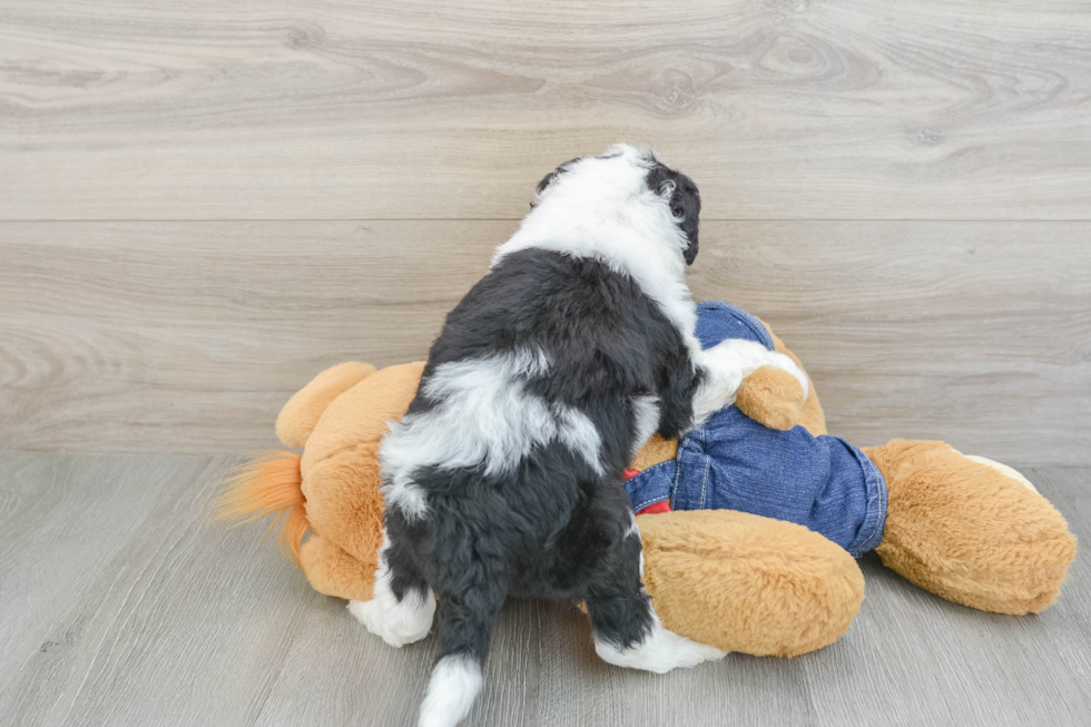 Mini Sheepadoodle Pup Being Cute