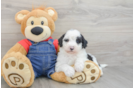 Energetic Mini Sheepapoo Poodle Mix Puppy