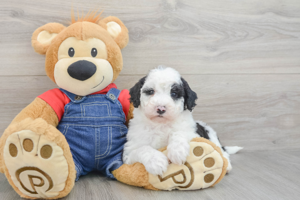 Energetic Mini Sheepapoo Poodle Mix Puppy