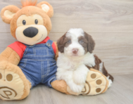 5 week old Mini Sheepadoodle Puppy For Sale - Puppy Love PR