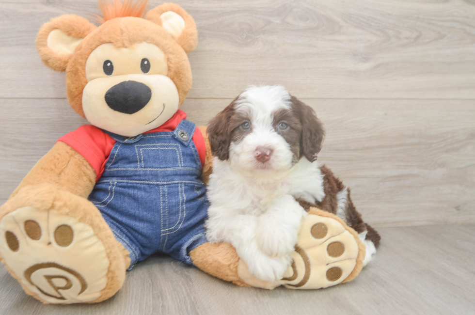 5 week old Mini Sheepadoodle Puppy For Sale - Puppy Love PR