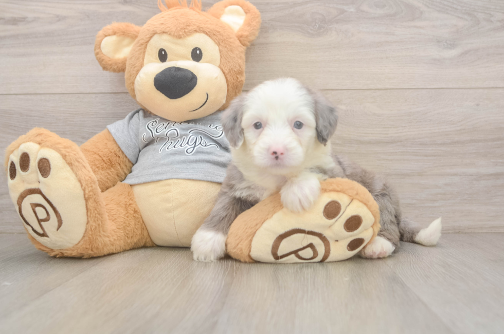 5 week old Mini Sheepadoodle Puppy For Sale - Puppy Love PR