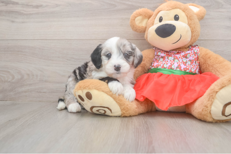 Mini Sheepadoodle Pup Being Cute