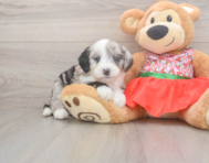 7 week old Mini Sheepadoodle Puppy For Sale - Puppy Love PR