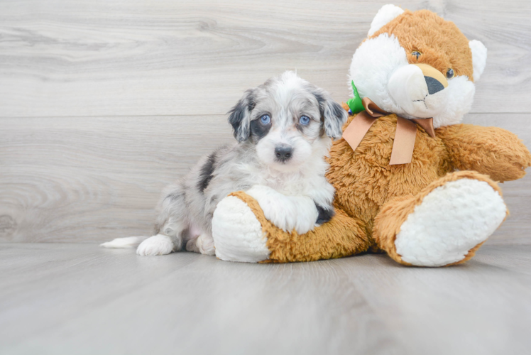 Meet Kimmy - our Mini Sheepadoodle Puppy Photo 1/3 - Puppy Love PR Best Mini Sheepadoodle Baby