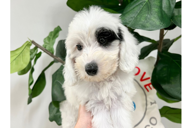 Cute Sheep Dog Poodle Mix Puppy