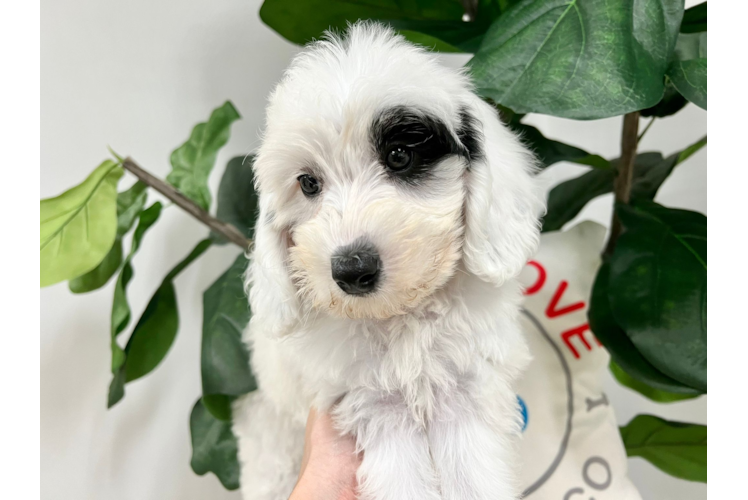 Meet Kimmy - our Mini Sheepadoodle Puppy Photo 1/5 - Puppy Love PR Cute Sheep Dog Poodle Mix Puppy