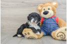 Funny Mini Sheepadoodle Poodle Mix Pup