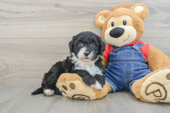 Funny Mini Sheepadoodle Poodle Mix Pup