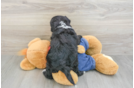 Mini Sheepadoodle Pup Being Cute