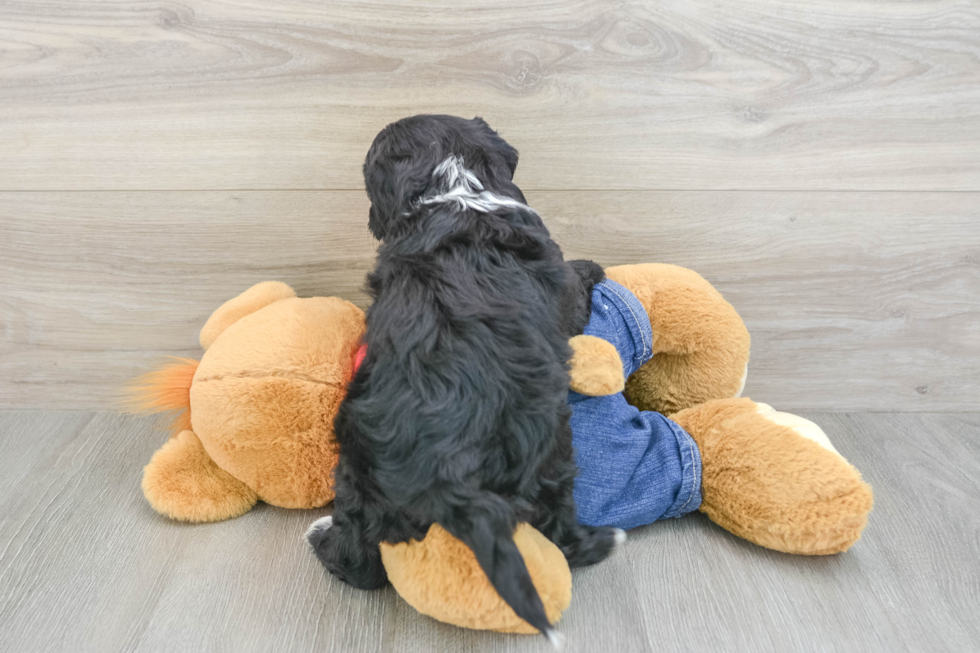Mini Sheepadoodle Pup Being Cute