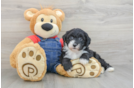 Sweet Mini Sheepadoodle Baby
