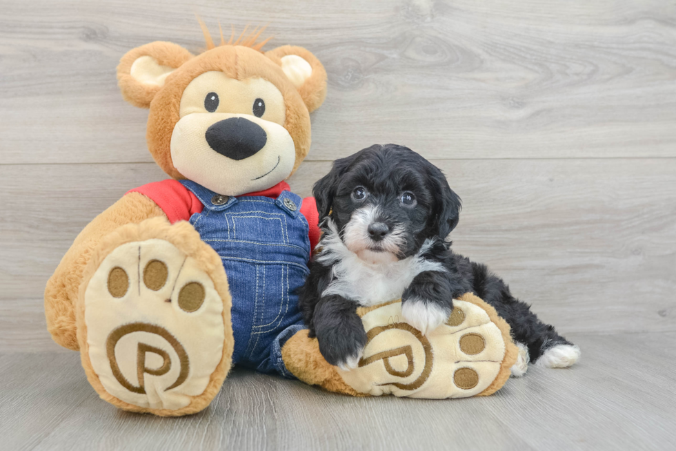 Sweet Mini Sheepadoodle Baby