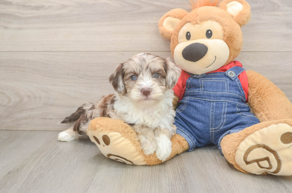 5 week old Mini Sheepadoodle Puppy For Sale - Puppy Love PR