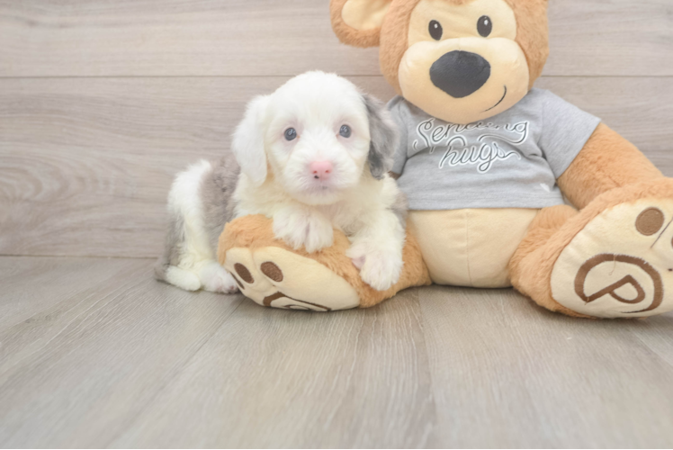 Happy Mini Sheepadoodle Baby