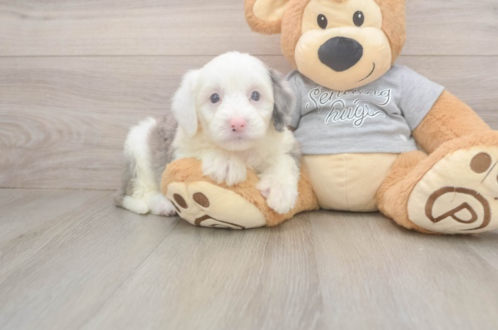 5 week old Mini Sheepadoodle Puppy For Sale - Puppy Love PR