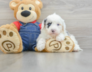 5 week old Mini Sheepadoodle Puppy For Sale - Puppy Love PR