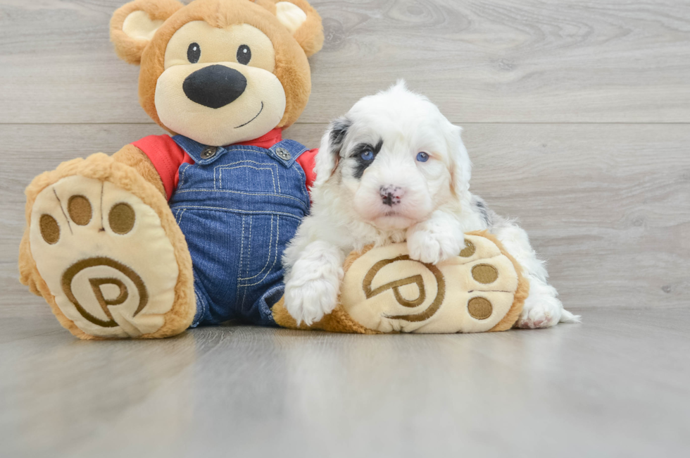 8 week old Mini Sheepadoodle Puppy For Sale - Puppy Love PR