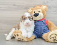 7 week old Mini Sheepadoodle Puppy For Sale - Puppy Love PR