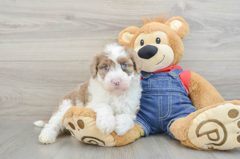 6 week old Mini Sheepadoodle Puppy For Sale - Puppy Love PR