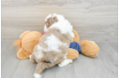 Mini Sheepadoodle Pup Being Cute