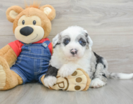 6 week old Mini Sheepadoodle Puppy For Sale - Puppy Love PR