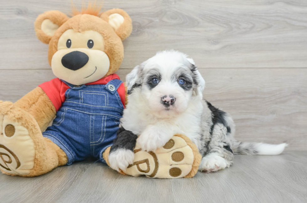 6 week old Mini Sheepadoodle Puppy For Sale - Puppy Love PR