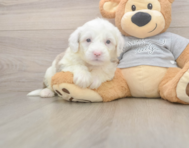 6 week old Mini Sheepadoodle Puppy For Sale - Puppy Love PR