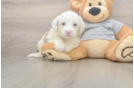 Mini Sheepadoodle Puppy for Adoption
