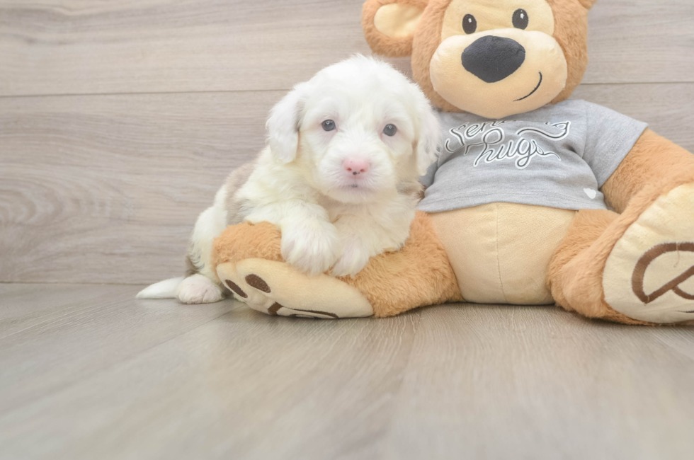 5 week old Mini Sheepadoodle Puppy For Sale - Puppy Love PR