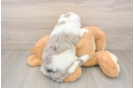 Happy Mini Sheepadoodle Baby
