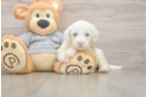 Funny Mini Sheepadoodle Poodle Mix Pup