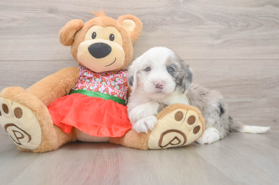 5 week old Mini Sheepadoodle Puppy For Sale - Puppy Love PR