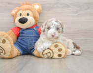 5 week old Mini Sheepadoodle Puppy For Sale - Puppy Love PR