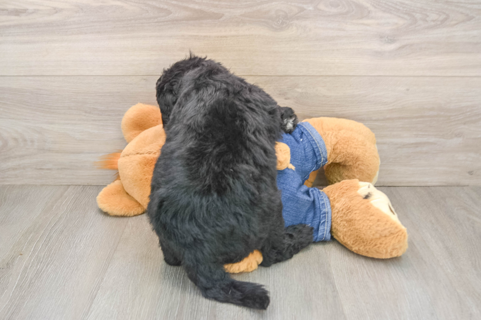 Mini Sheepadoodle Pup Being Cute