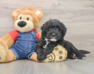 5 week old Mini Sheepadoodle Puppy For Sale - Puppy Love PR