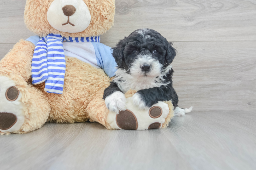 5 week old Mini Sheepadoodle Puppy For Sale - Puppy Love PR
