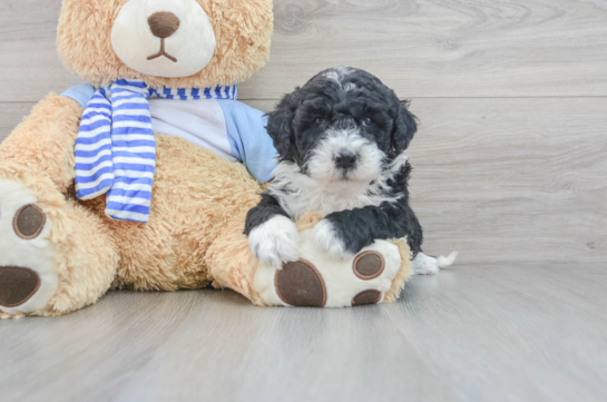 Mini Sheepadoodle Puppy for Adoption