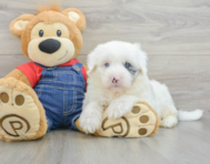 6 week old Mini Sheepadoodle Puppy For Sale - Puppy Love PR