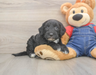 5 week old Mini Sheepadoodle Puppy For Sale - Puppy Love PR